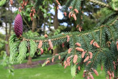 Pine cones growing on tree