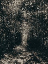 Road passing through forest