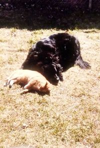 High angle view of dog relaxing on field