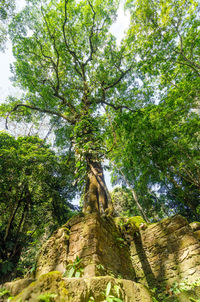 Low angle view of trees in forest