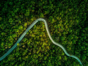 High angle view of a forest