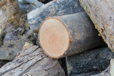 Close-up of logs on wood in forest