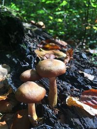 Close-up of mushrooms growing on tree in forest