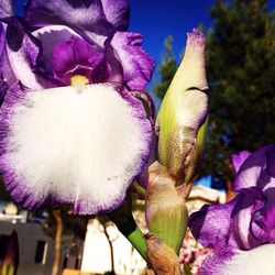 Close-up of purple flowers blooming outdoors