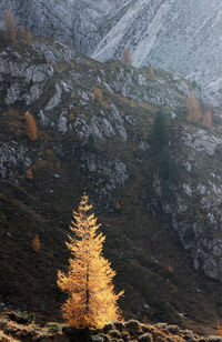 View of pine tree during winter