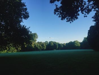 Trees on field against clear sky