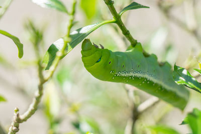 Close-up of grasshopper on leaf