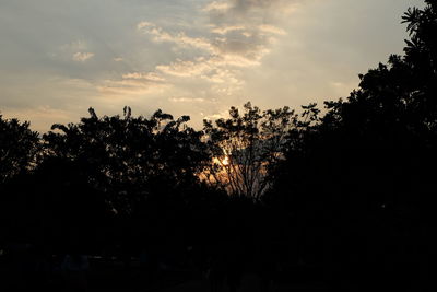 Silhouette of trees at sunset