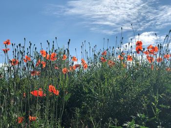 Close-up of orange poppy flowers on field against sky