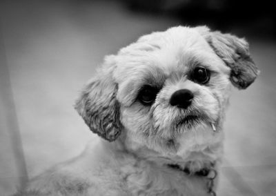 Close-up portrait of dog
