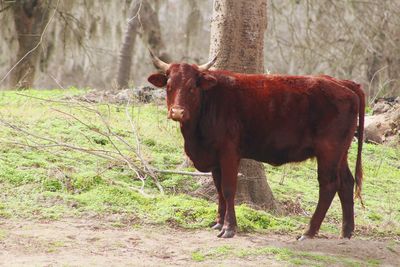 Cow standing on field