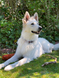 Dog looking away on field