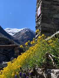 Yellow flowering plants on rocky mountain against clear blue sky