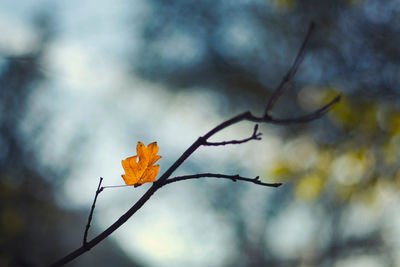 Close-up of orange flowering plant