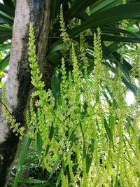 Low angle view of bamboo trees