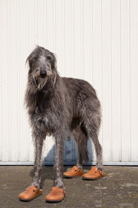 Scottish deerhound wearing orange shoes and standing against white wall