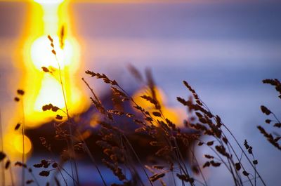 Close-up of yellow flowers against sky
