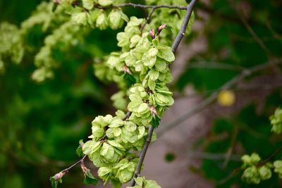 Close-up of flower bud