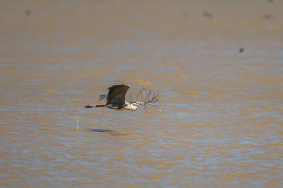 Bird swimming in sea