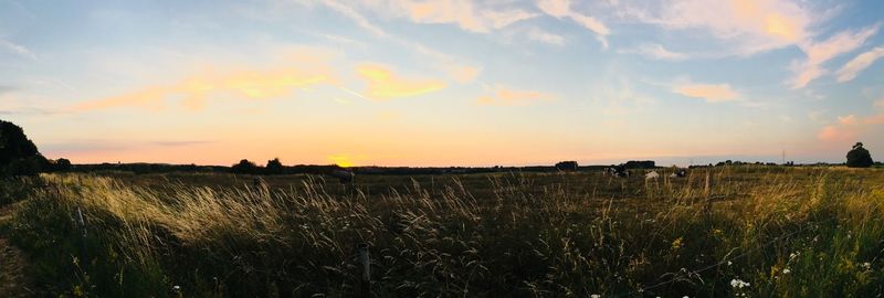 Scenic view of field against sky during sunset