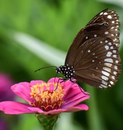 Close-up of butterfly pollinating on pink flower