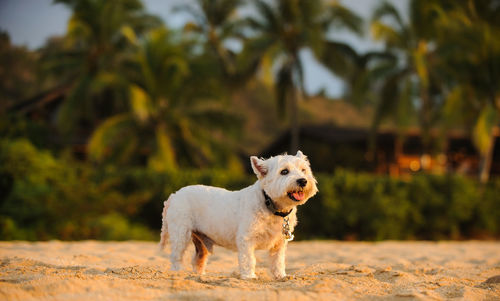 Portrait of dog standing on ground