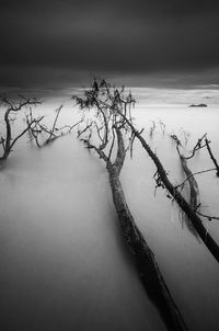 Bare tree by lake against sky during winter