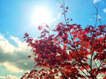 Low angle view of autumnal tree against sky