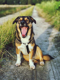 Portrait of dog sitting on grass