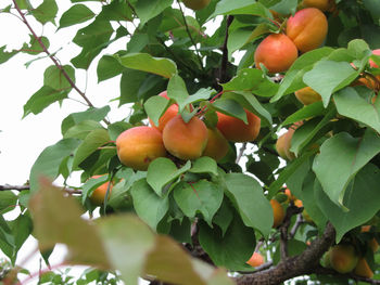 Low angle view of fruits on tree