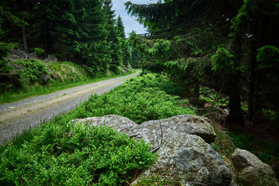 A gravel hiking trail. dense forest with road and boulders in foreground.