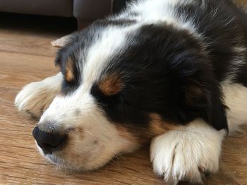 Close-up of dog sleeping on hardwood floor at home