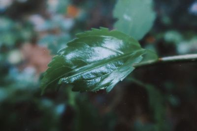 Close-up of green leaves on plant