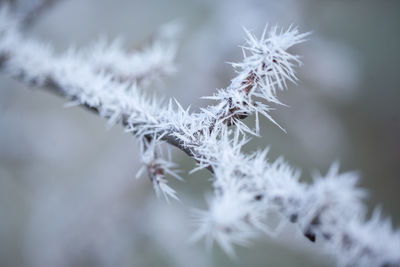 Close-up of frozen plant during winter