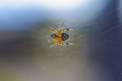 Spider in its habitat