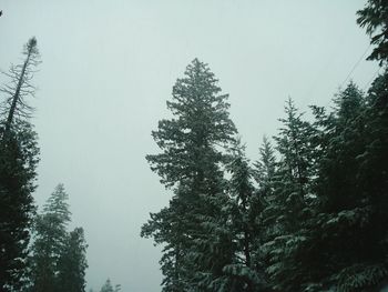 Low angle view of trees against clear sky