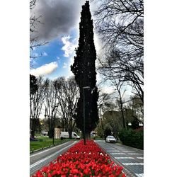 Trees on road against cloudy sky