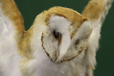 Close-up of a white bird