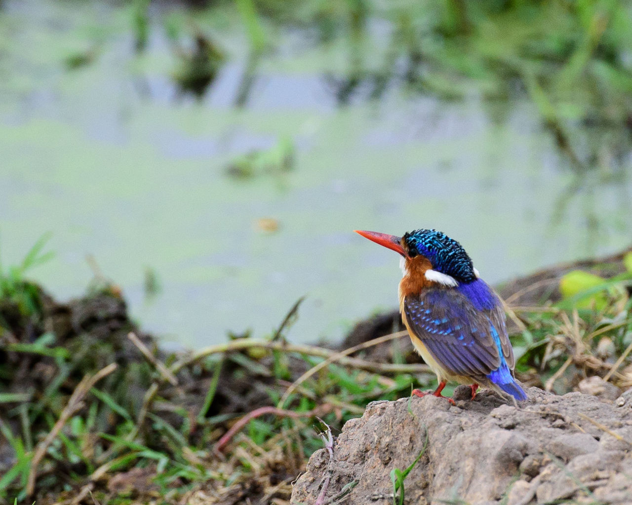 CLOSE-UP OF BIRD PERCHING OUTDOORS