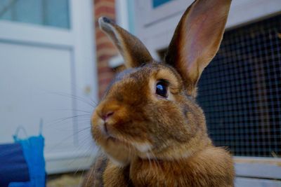 Close-up of a rabbit