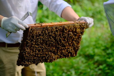 Honeycomb with bees and honey. man holding huge honeycomb in his hand with a lot of bees on it.