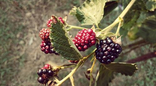 Close-up of raspberries growing outdoors