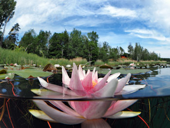 Close-up of lotus water lily