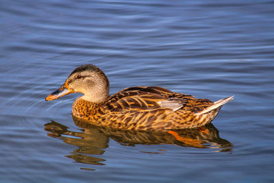 Side view of a duck swimming in lake