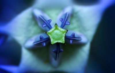 Close up of green leaf