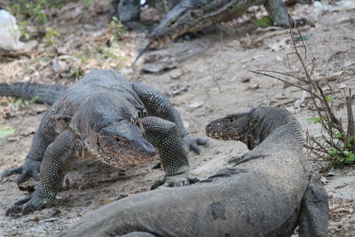 View of an animal on land