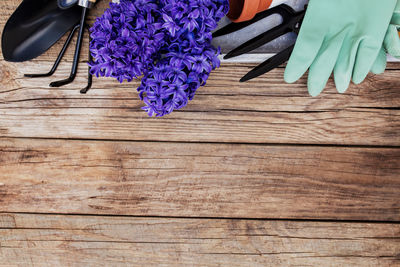 Gardening hobby concept. hyacinth flower blossom, small garden pitchfork or rake and shovel, gloves