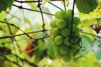 Close-up of grapes growing on vine