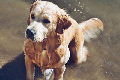 Close-up of wet dog