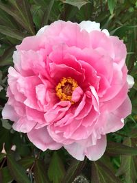 Close-up of pink rose flower